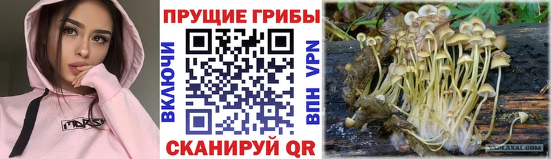 Галлюциногенные грибы Psilocybe Мышкин